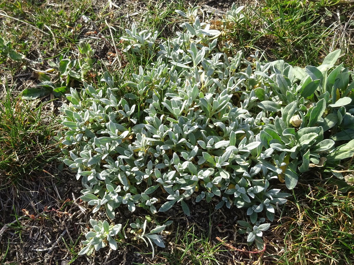 Cerastium tomentosum (Caryophyllaceae)
